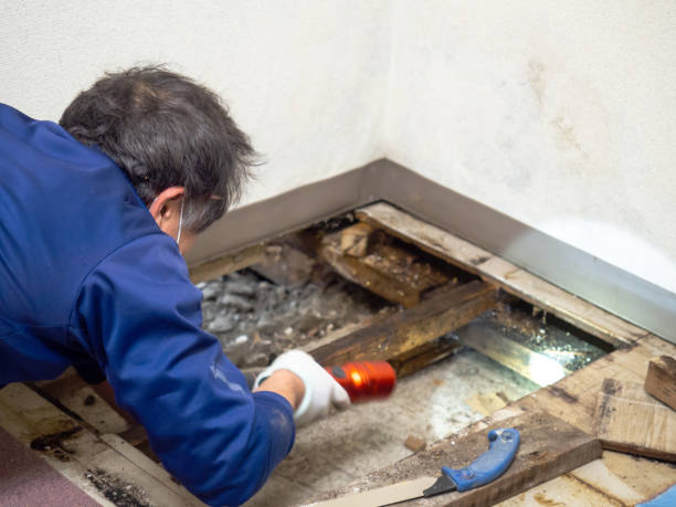 Home Mold Removal in Crest, CA