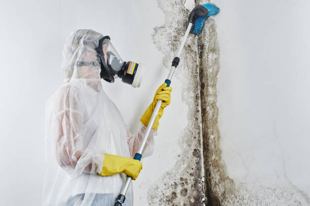Best Professional Mold Removal  in Crest, CA