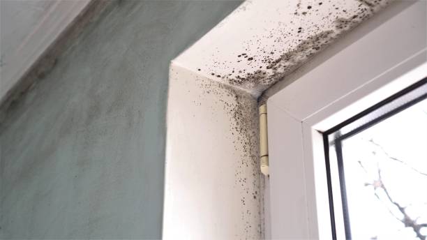 Best Mold Testing  in Crest, CA