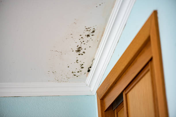 Best Local Mold Removal Service  in Crest, CA