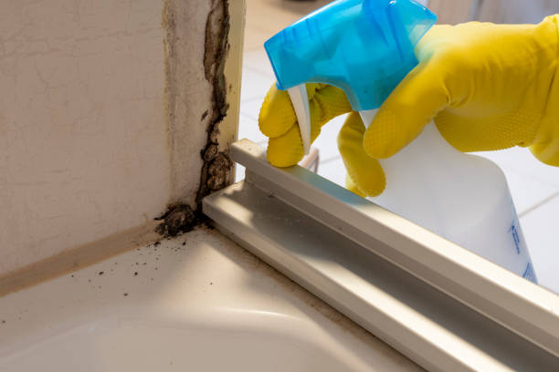 Best Attic Mold Removal  in Crest, CA