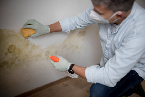 Best Mold Inspection  in Crest, CA