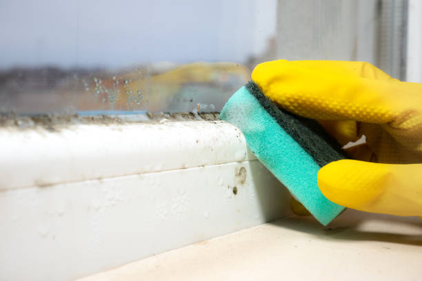 Best Home Mold Removal  in Crest, CA