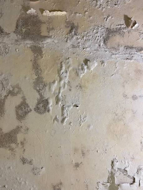 Best Local Mold Removal Service  in Crest, CA
