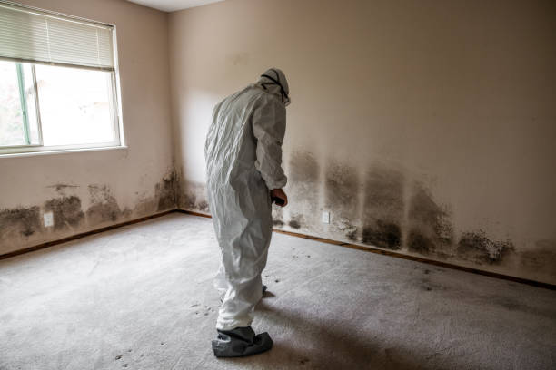 Best Mold Removal Specialists  in Crest, CA