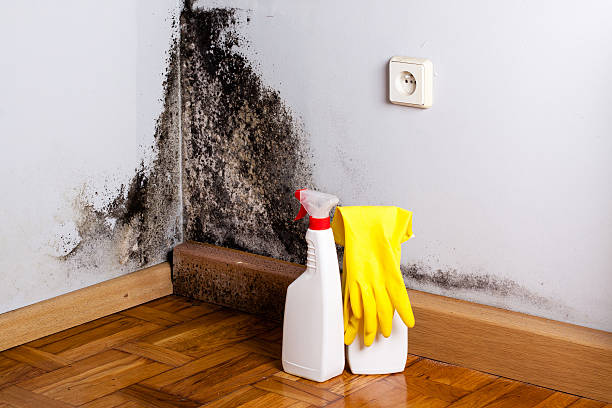 Best Commercial Mold Removal  in Crest, CA