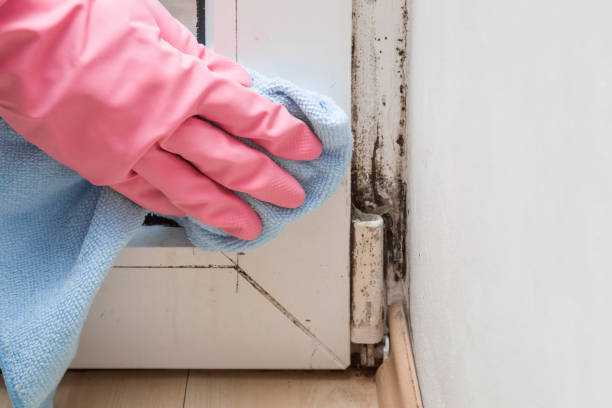 Mold Removal Process in Crest, CA
