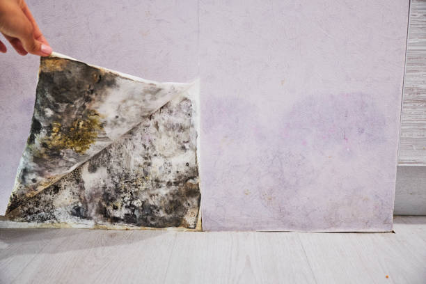 Best Mold Remediation  in Crest, CA